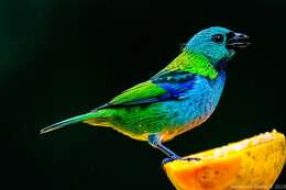 Image of Green-headed Tanager