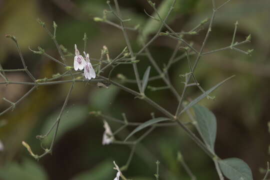 Image of Rhinacanthus nasutus (L.) Kuntze