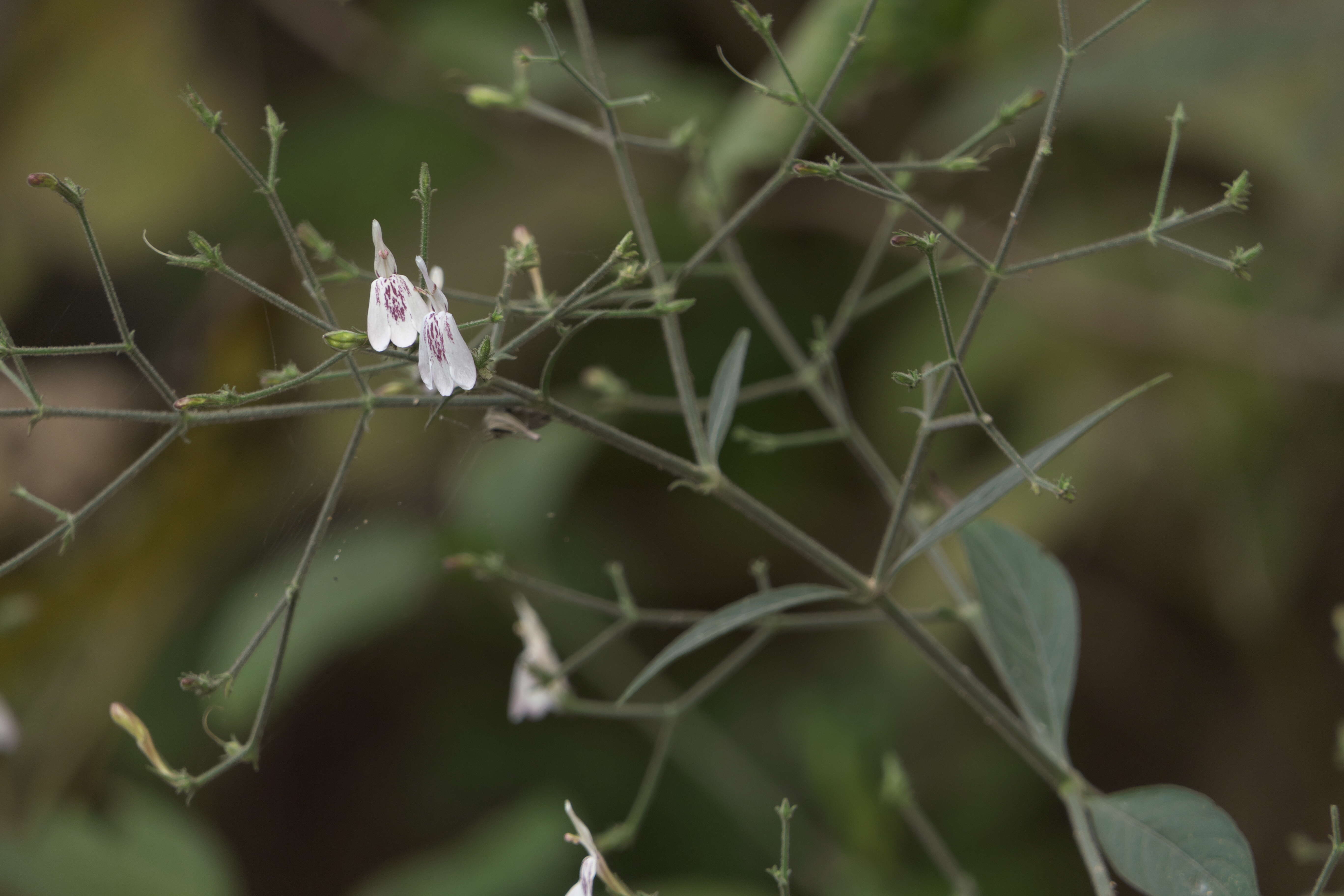 Rhinacanthus nasutus (L.) Kuntze resmi