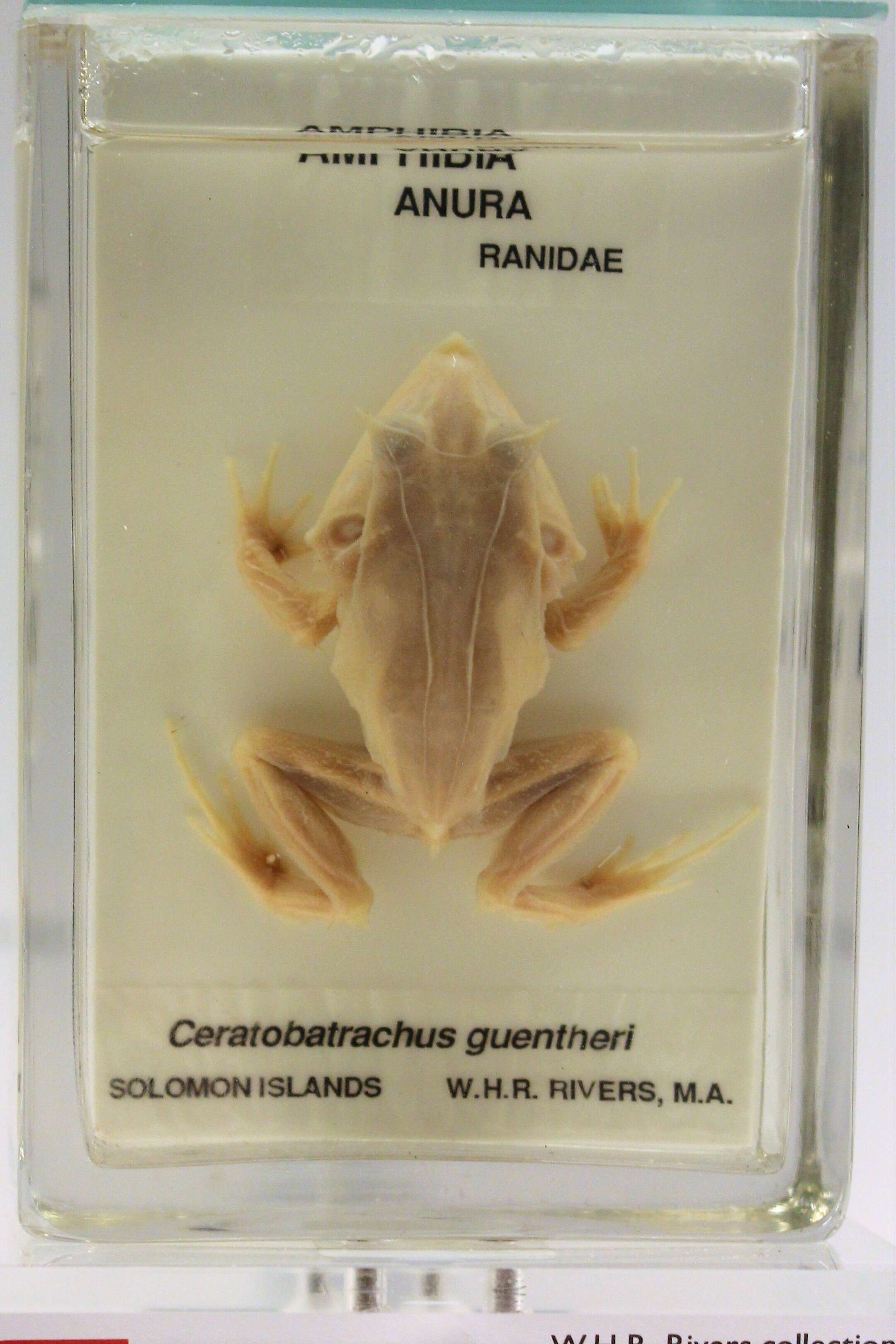 Image of Cornufer guentheri (Boulenger 1884)