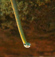 Image of Green Parrot Snake