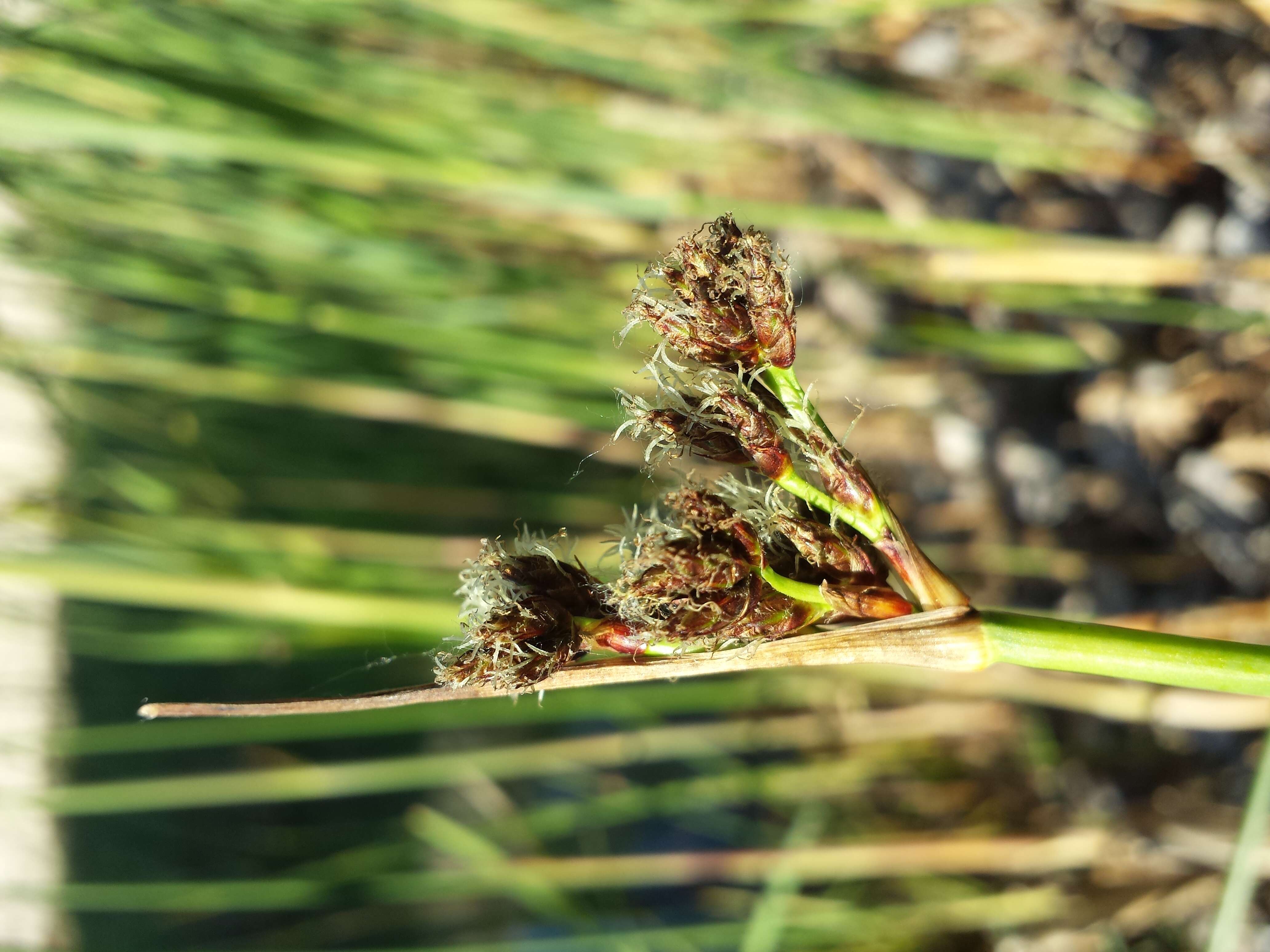 Image of lakeshore bulrush