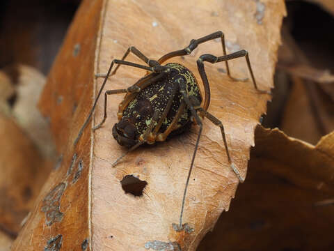 Image de Acromares vittatum