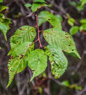 Image de Prunus nipponica Matsum.