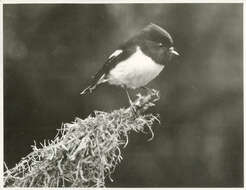 Image of New Zealand Tomtit