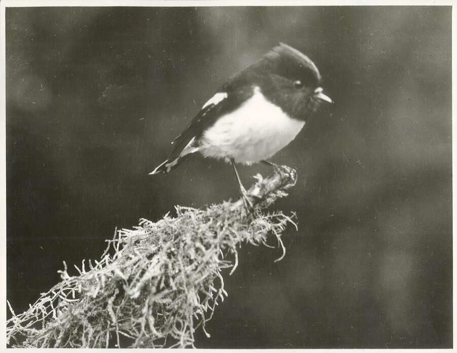 Image of New Zealand Tomtit