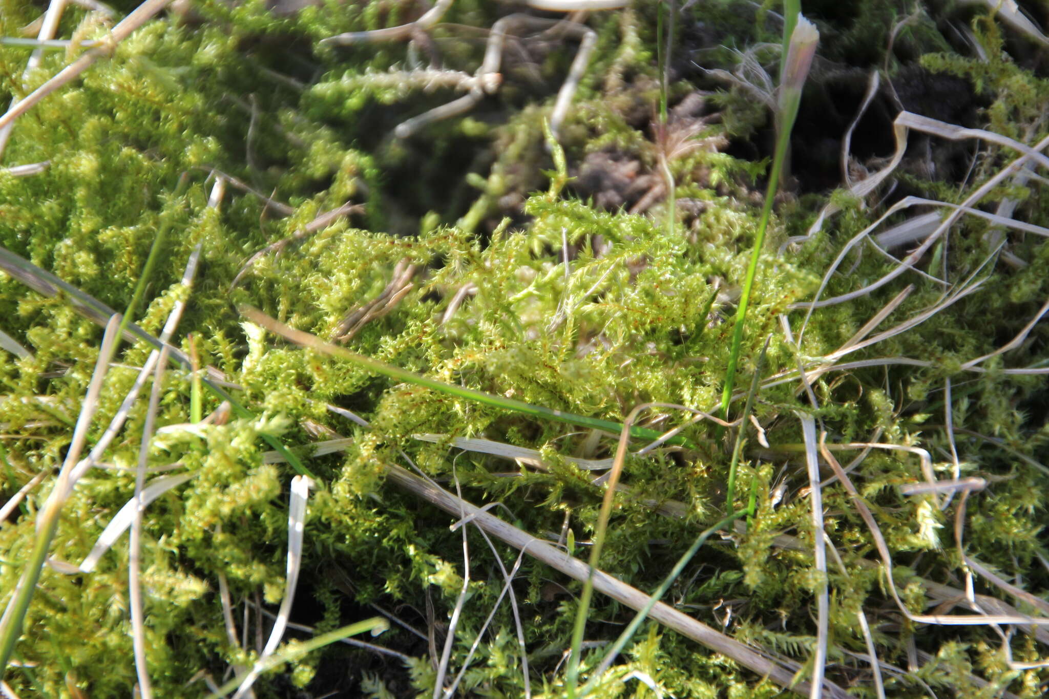 Image of square goose neck moss