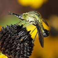 Image of Lepidophora lutea Painter 1962