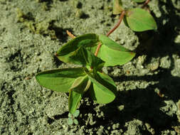 Image of mountain St. John's Wort