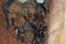 Image of Bifax Long-eared Bat