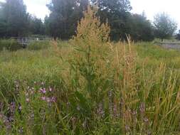 Imagem de Rumex obtusifolius L.