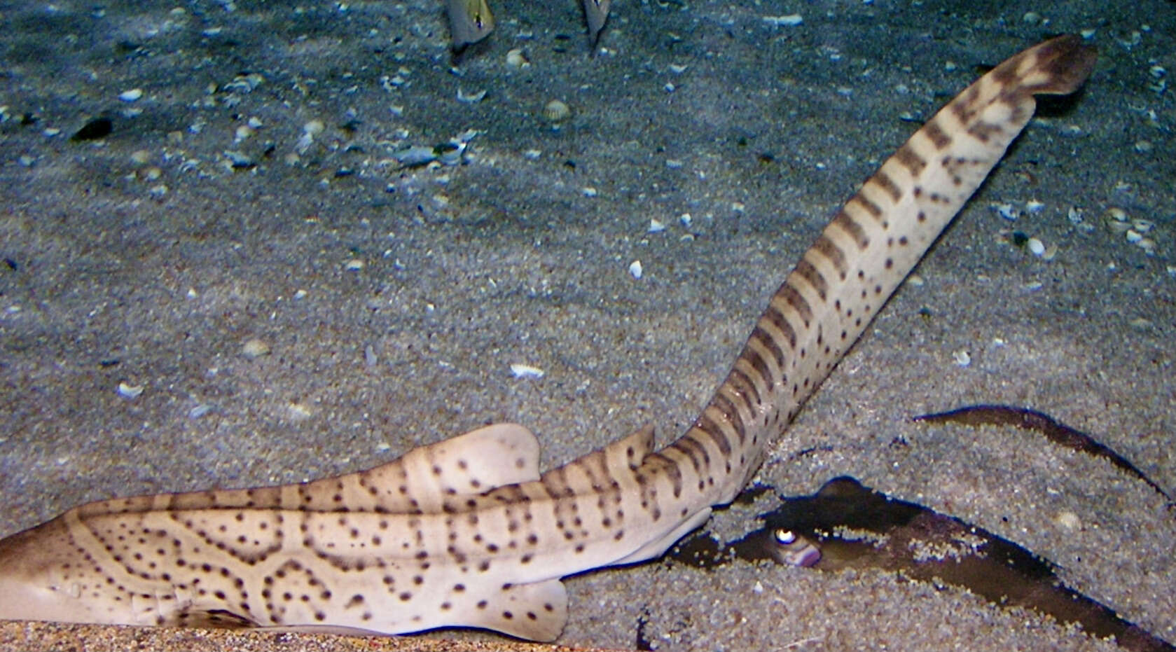 Image of zebra sharks