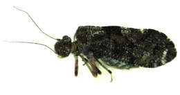 Image of mouse-like barklice