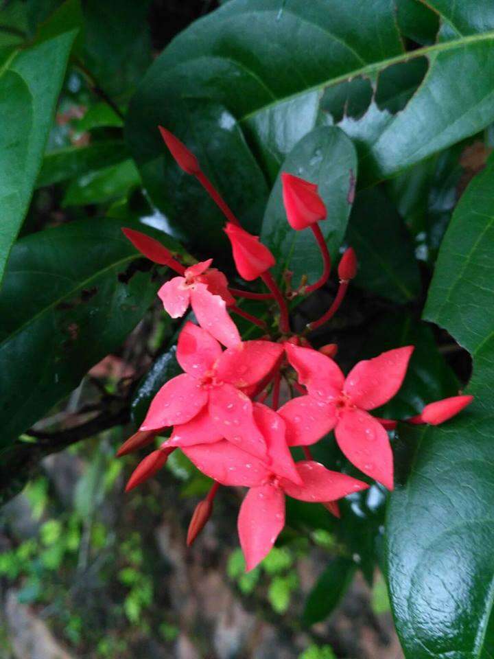 Image of ixora