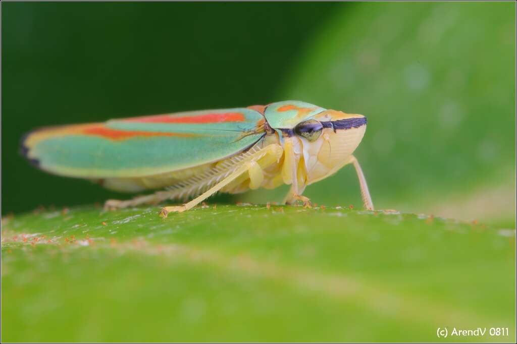 Image of Graphocephala fennahi Young 1977