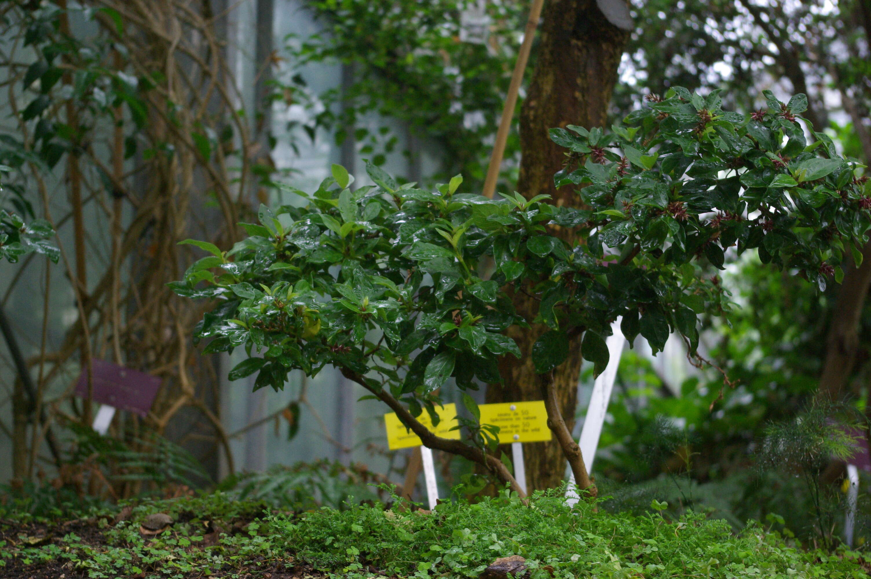 Слика од Achyranthes arborescens R. Br.