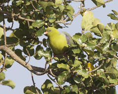 Image of African Green Pigeon