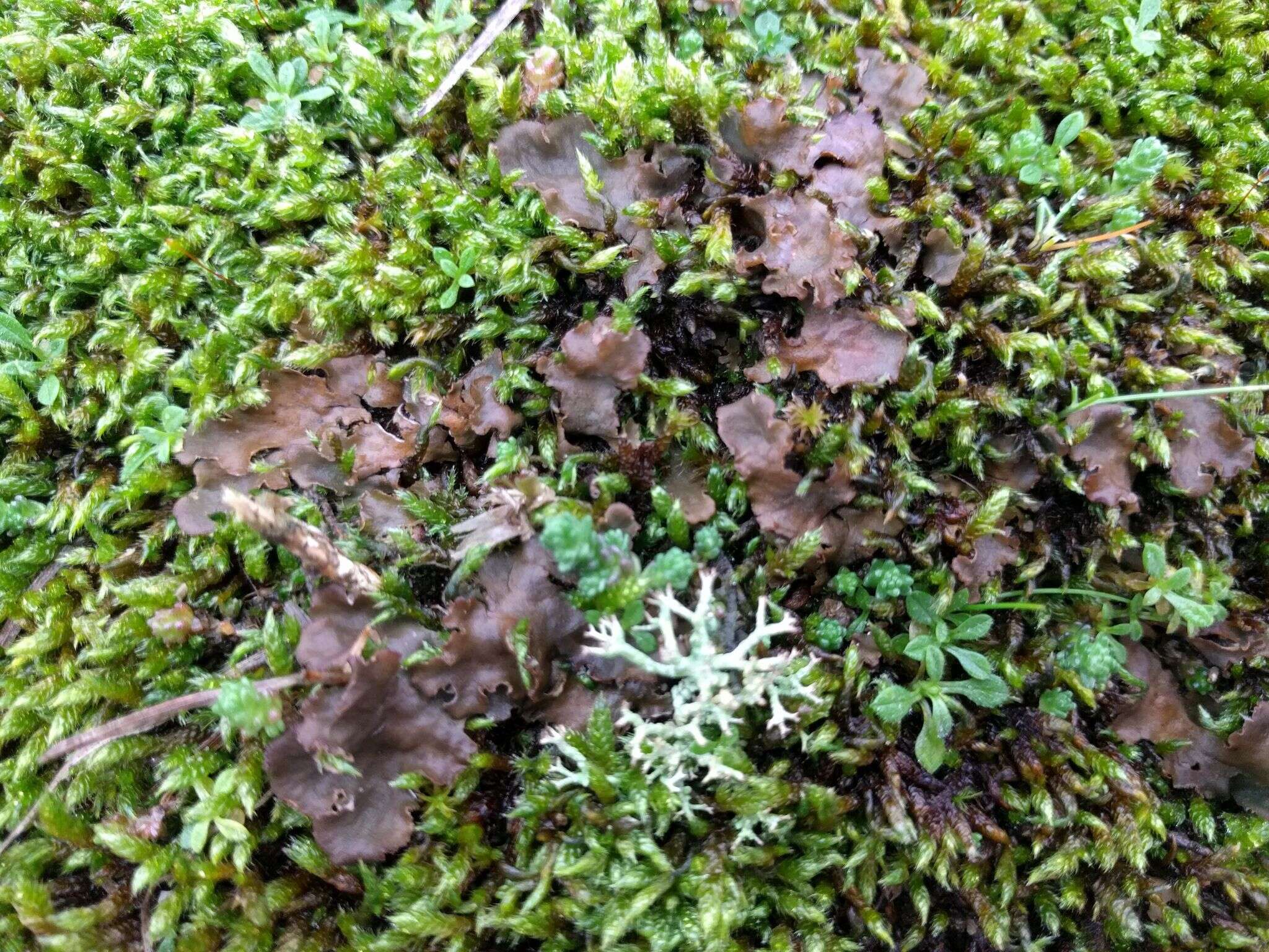 Image of felt lichen