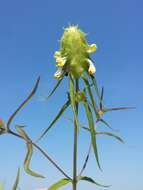 Image of Crested Cow-wheat