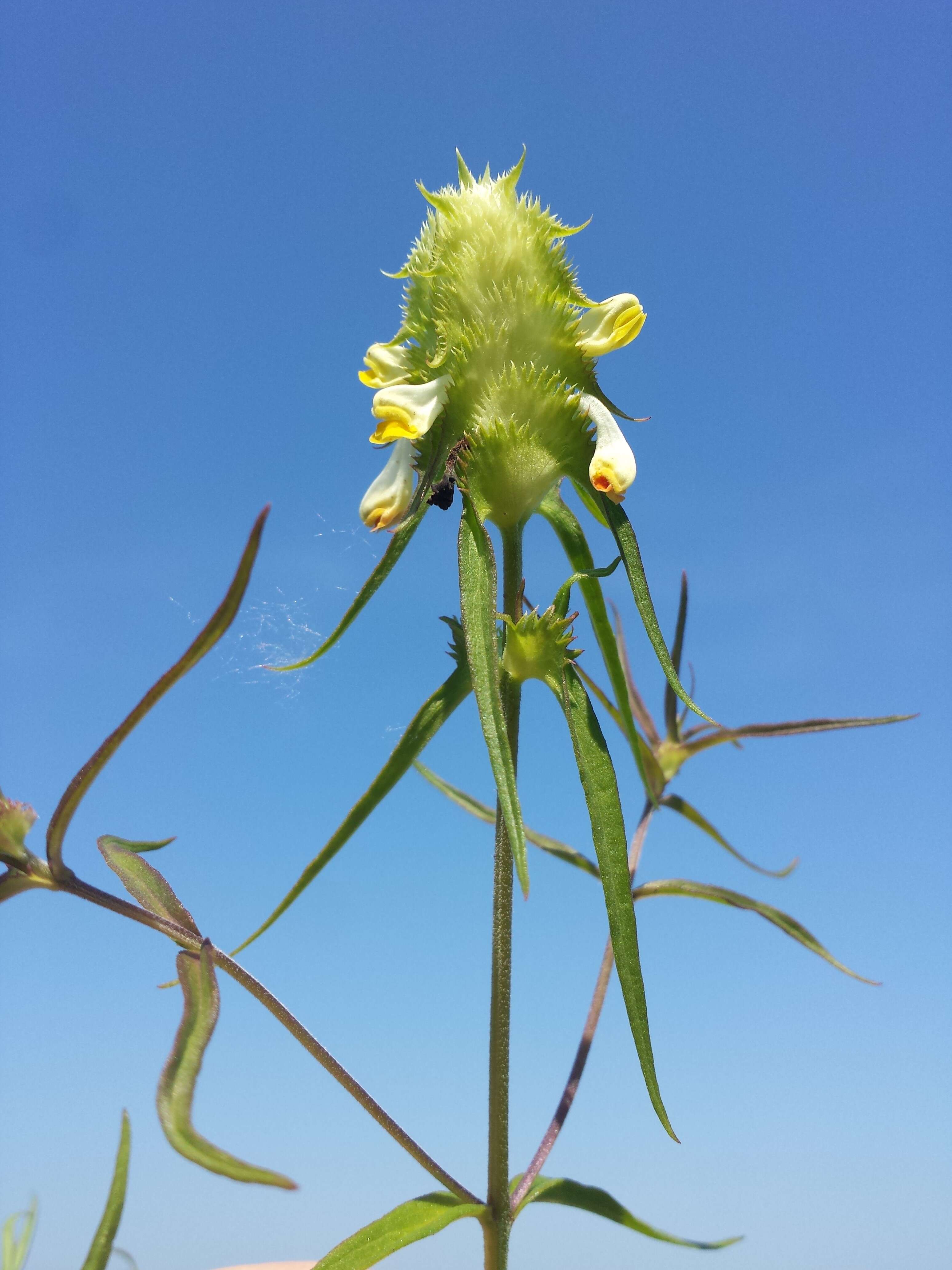 Image of Crested Cow-wheat