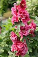 Image of hollyhock