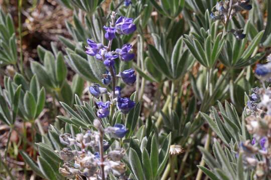 Imagem de Lupinus argenteus Pursh