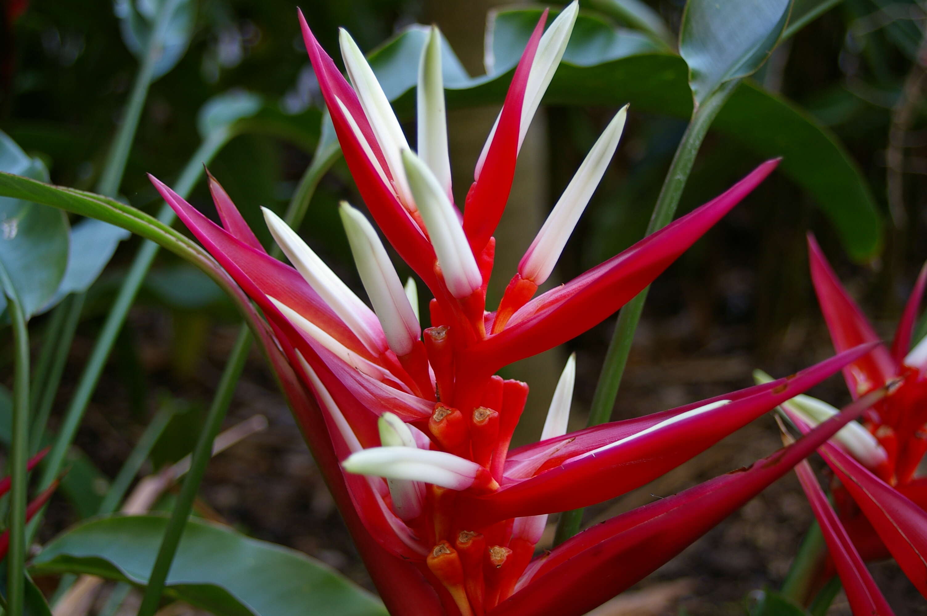 Image of Heliconia angusta Vell.