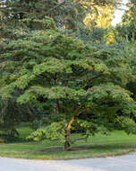 Image of Chinese dogwood