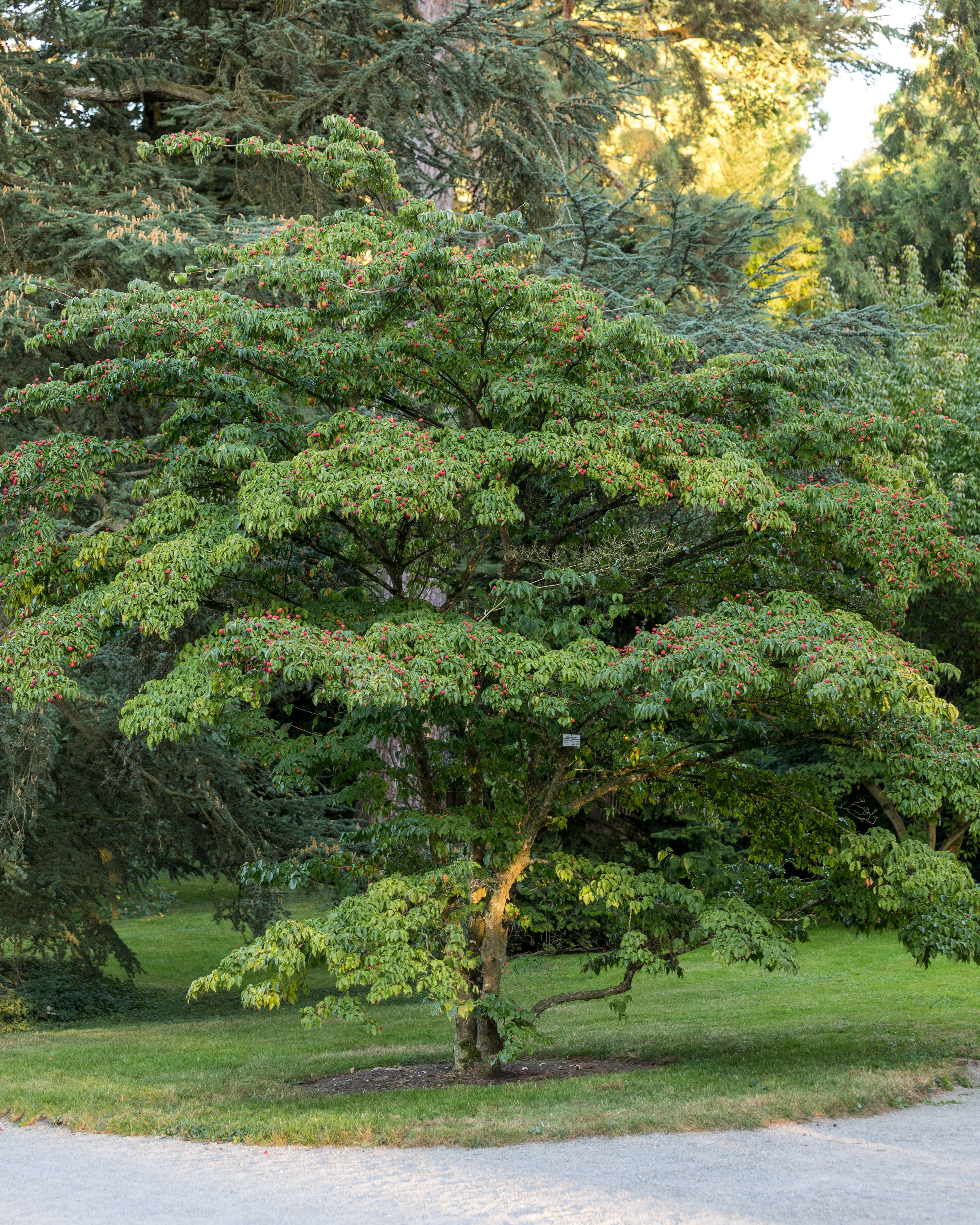 Image of Chinese dogwood