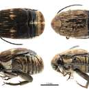 Sivun Zabrotes subfasciatus (Boheman 1833) kuva