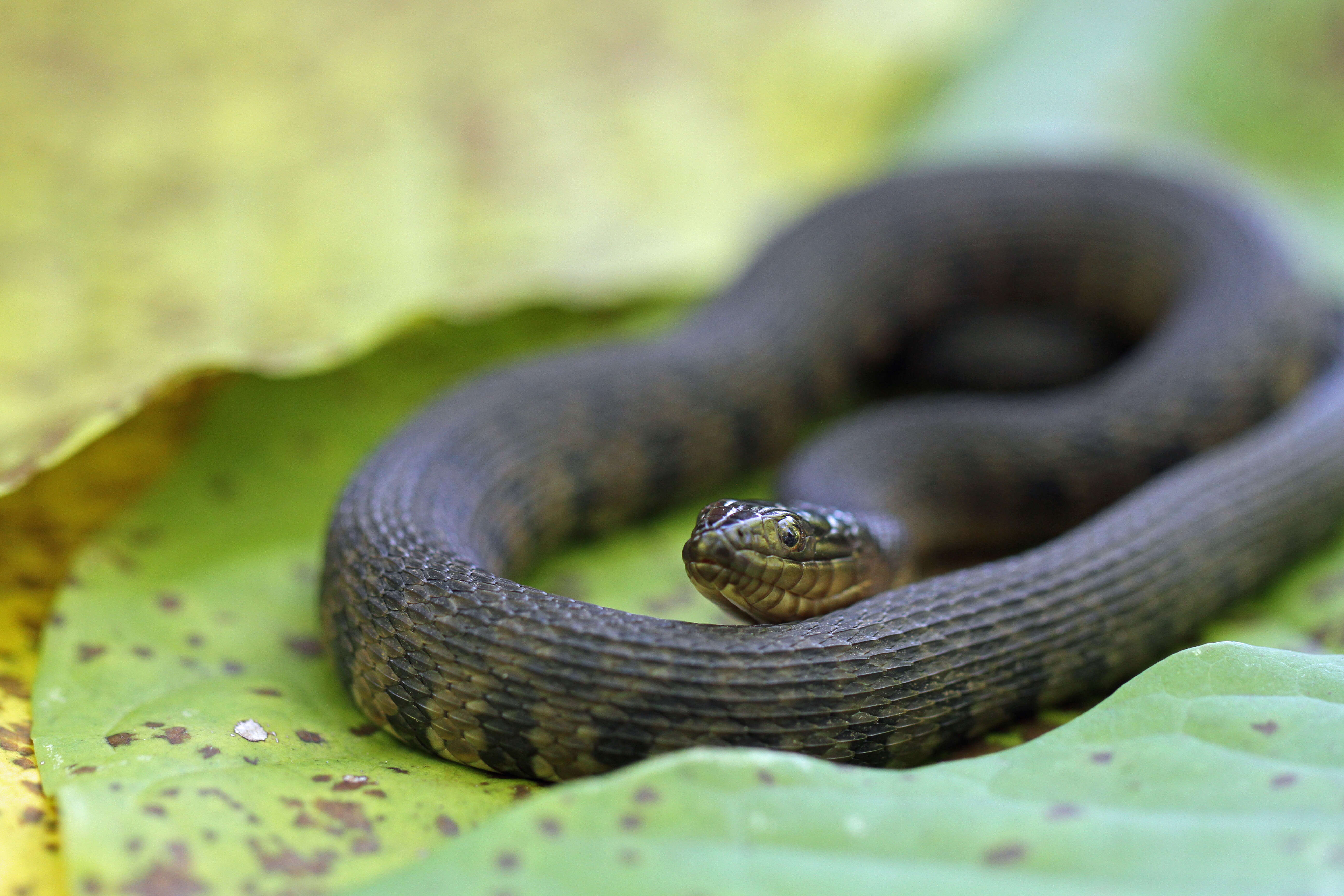 Image of Mississippi Green Water Snake