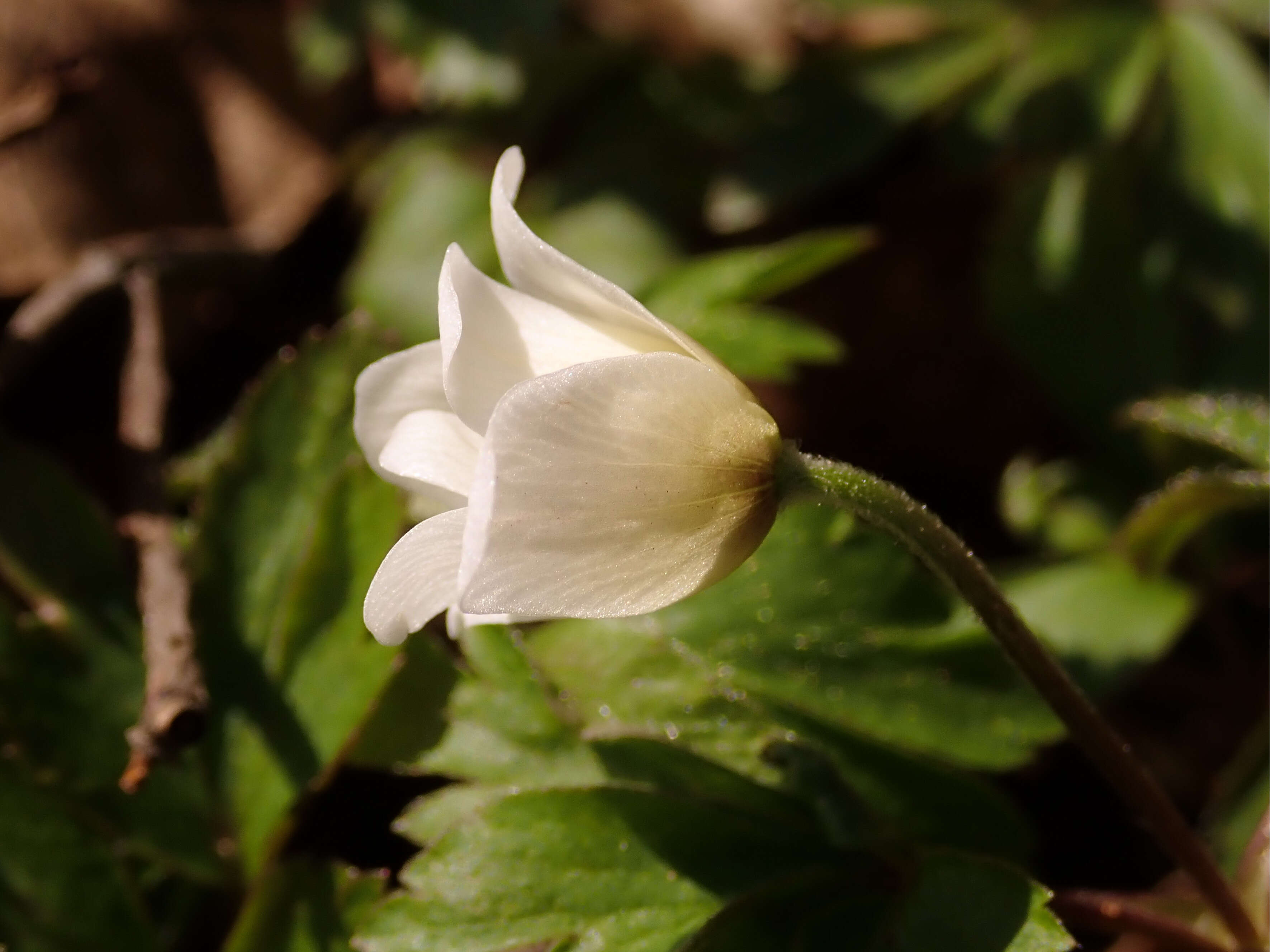 Imagem de Anemone nemorosa L.