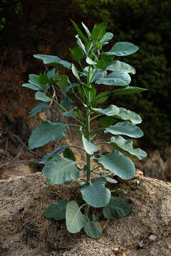 Image of tree tobacco