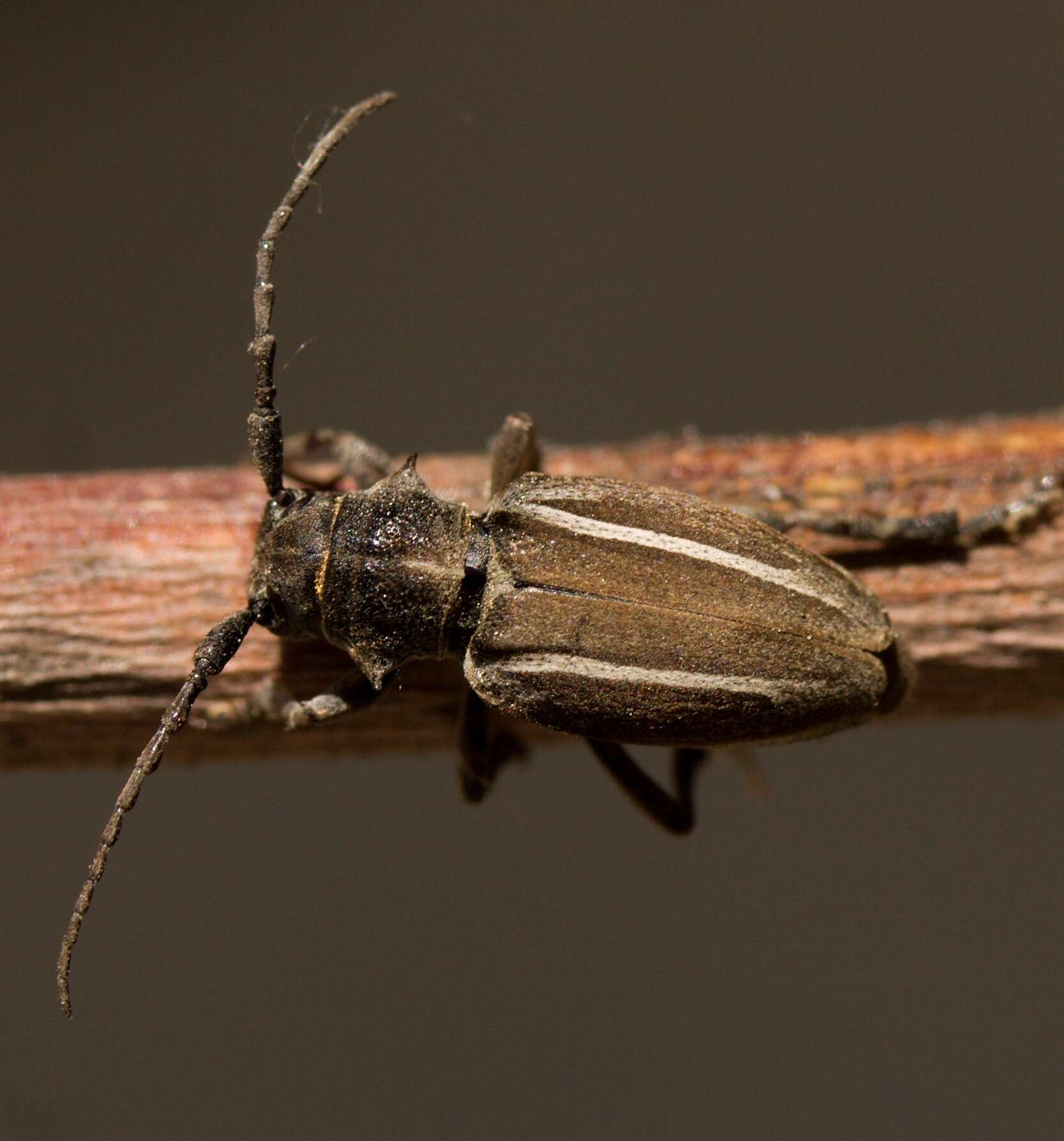 Image of Neodorcadion bilineatum (Germar 1824)