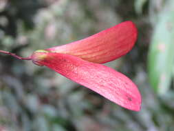 Image of Hopea ponga (Dennst.) D. J. Mabberley