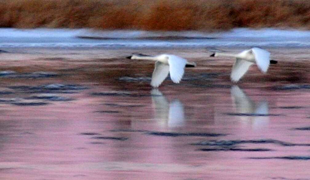 Image of Trumpeter Swan