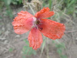 Image of Long-headed Poppy