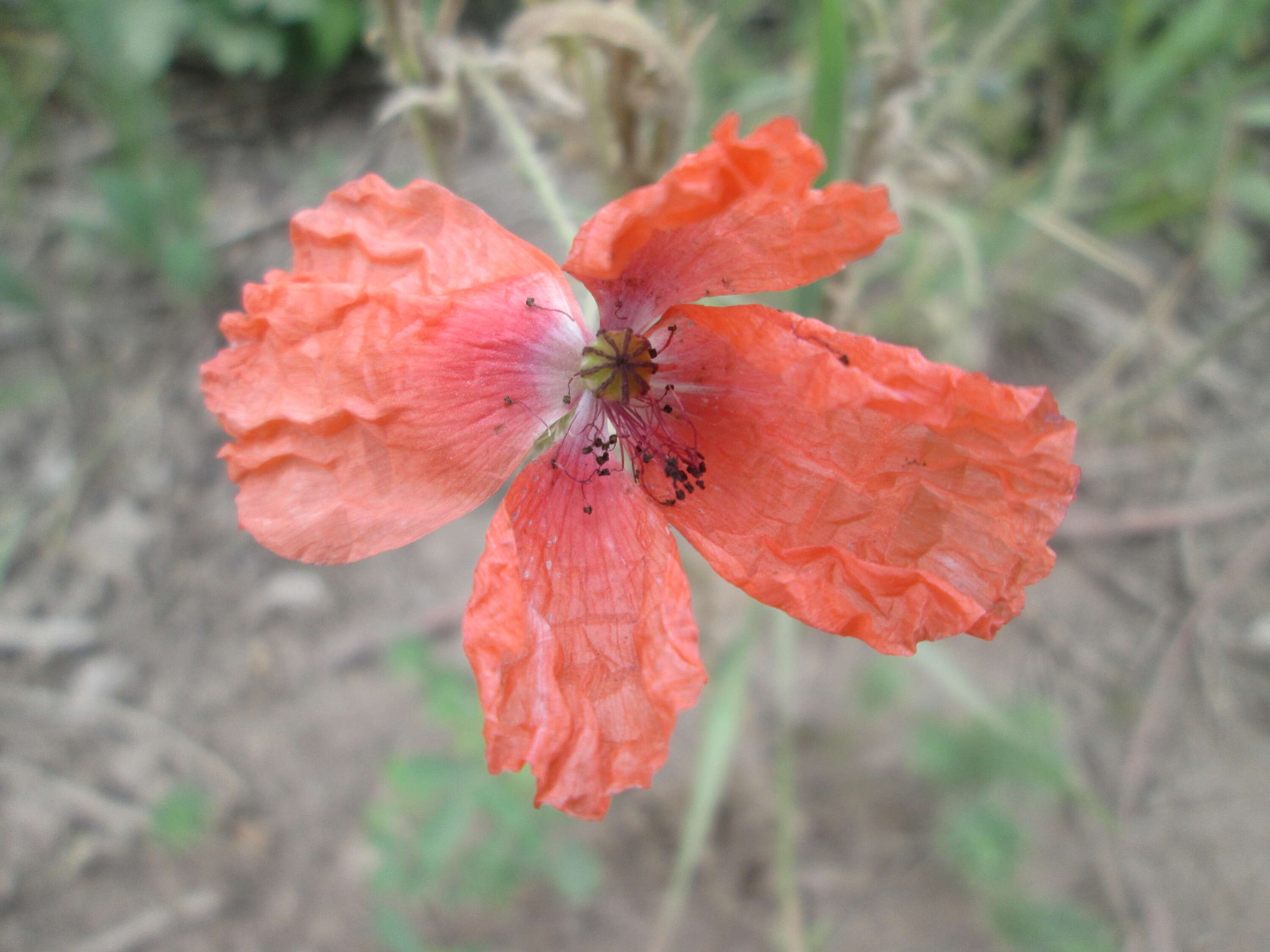 Image of Long-headed Poppy