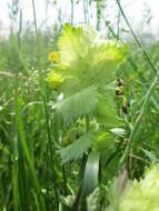 Image of European yellow rattle