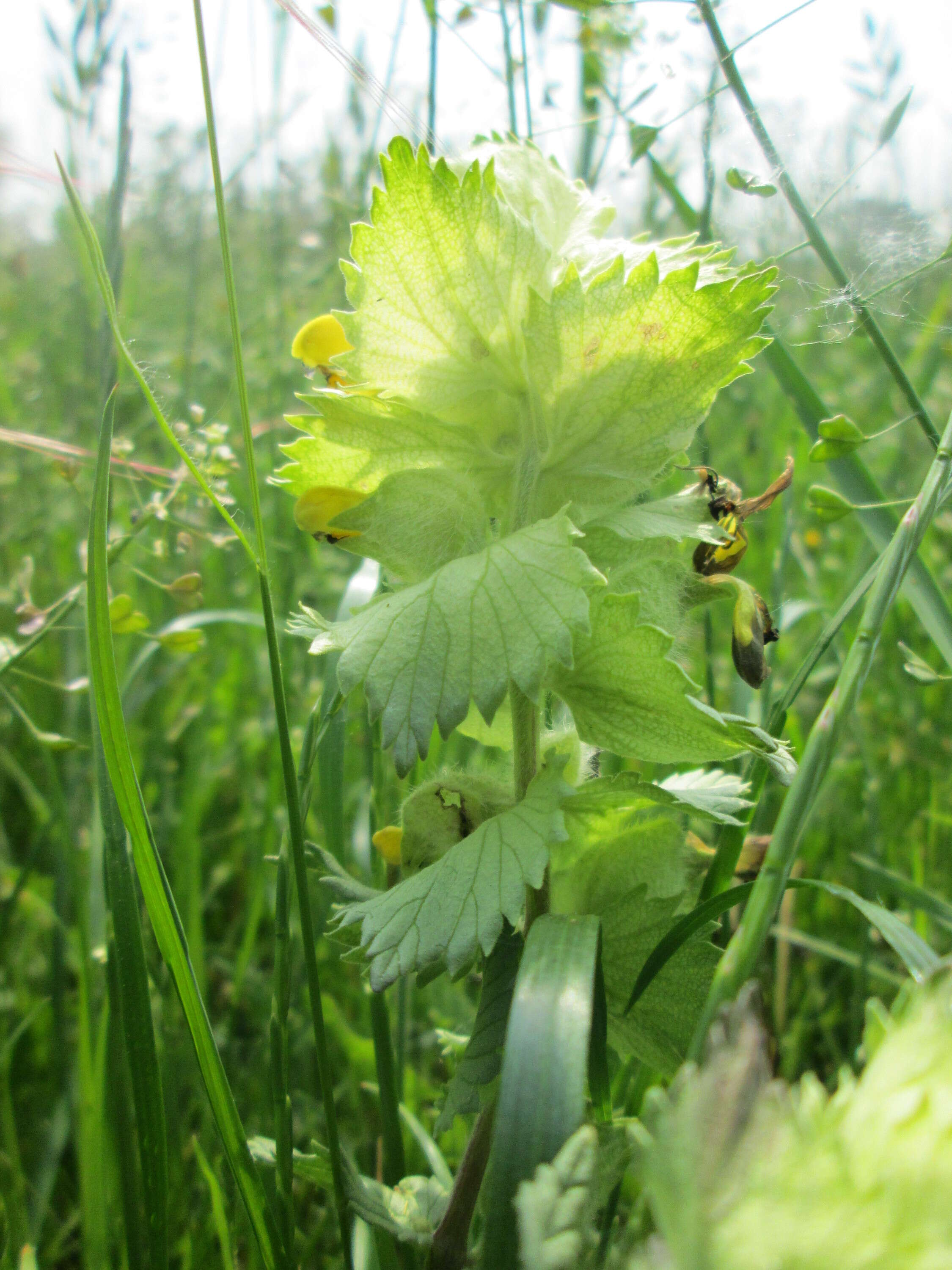 Image of European yellow rattle