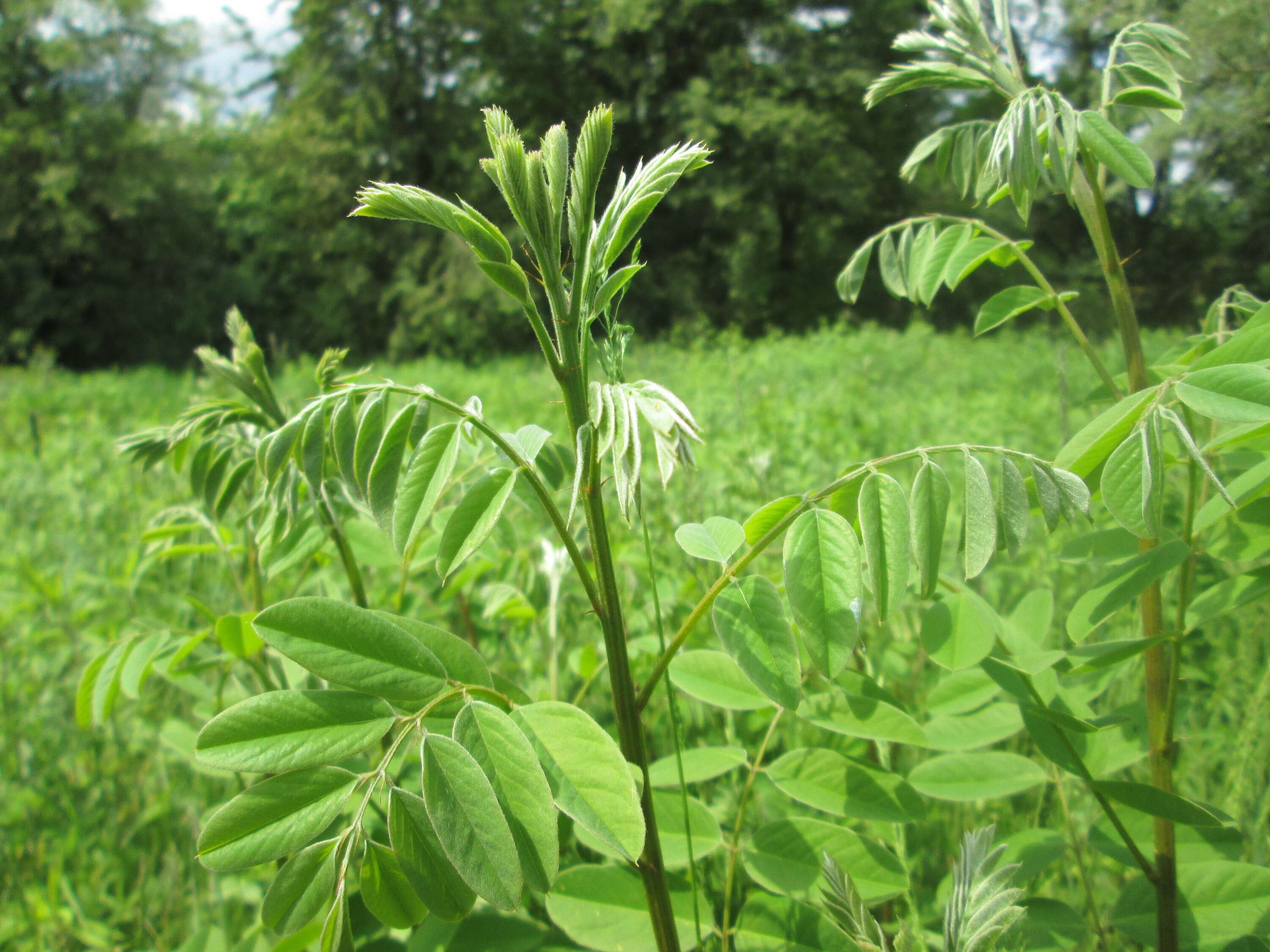 Image of desert false indigo