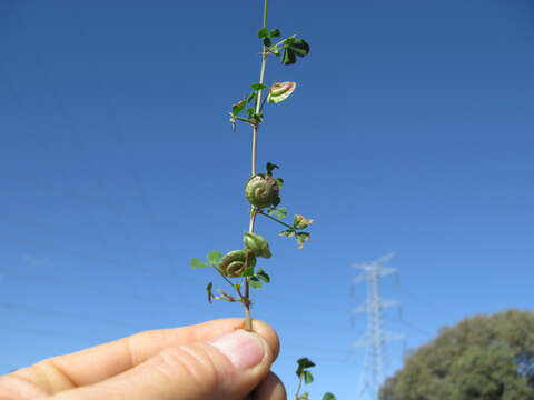 Image of blackdisk medick