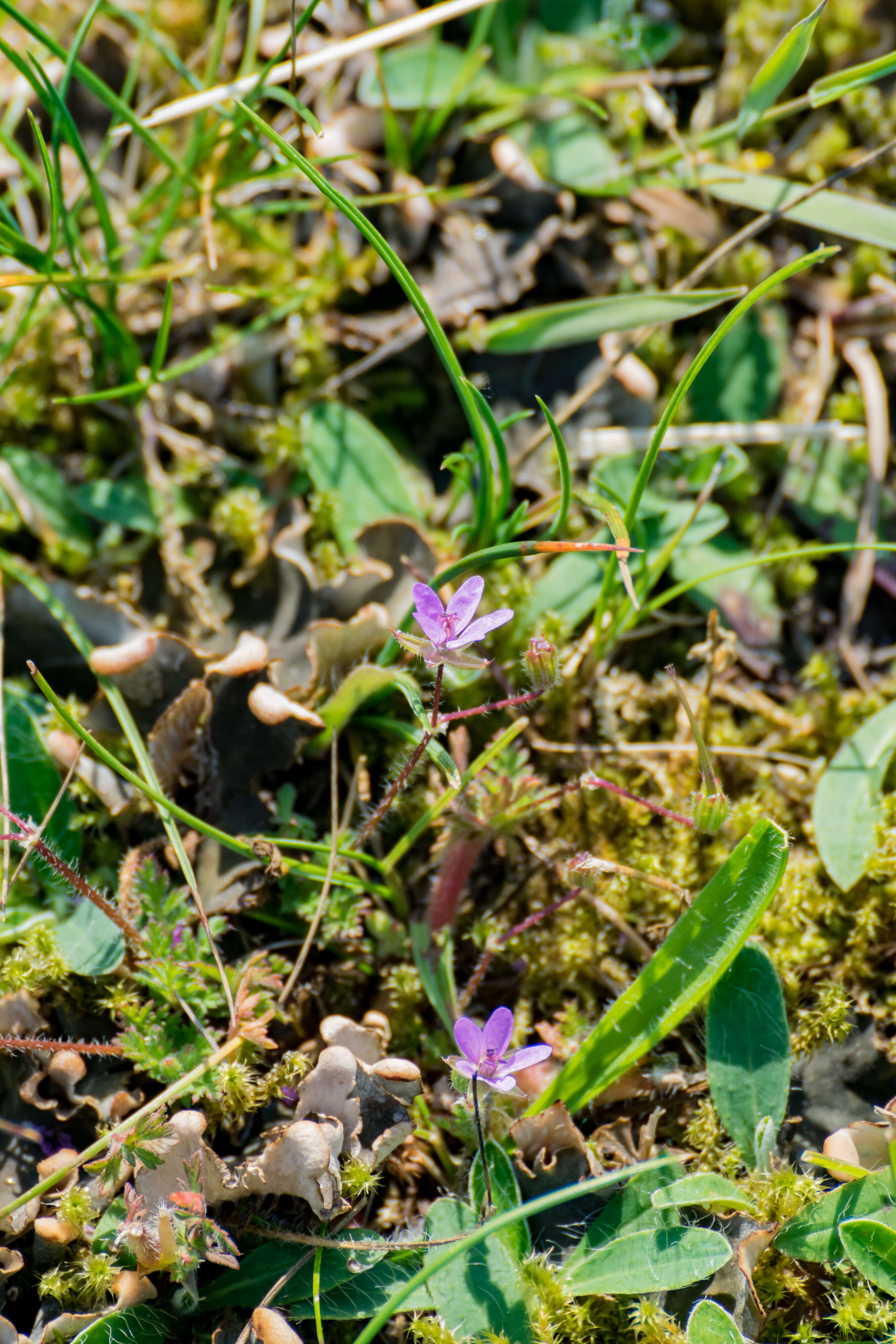 Image of Common Stork's-bill