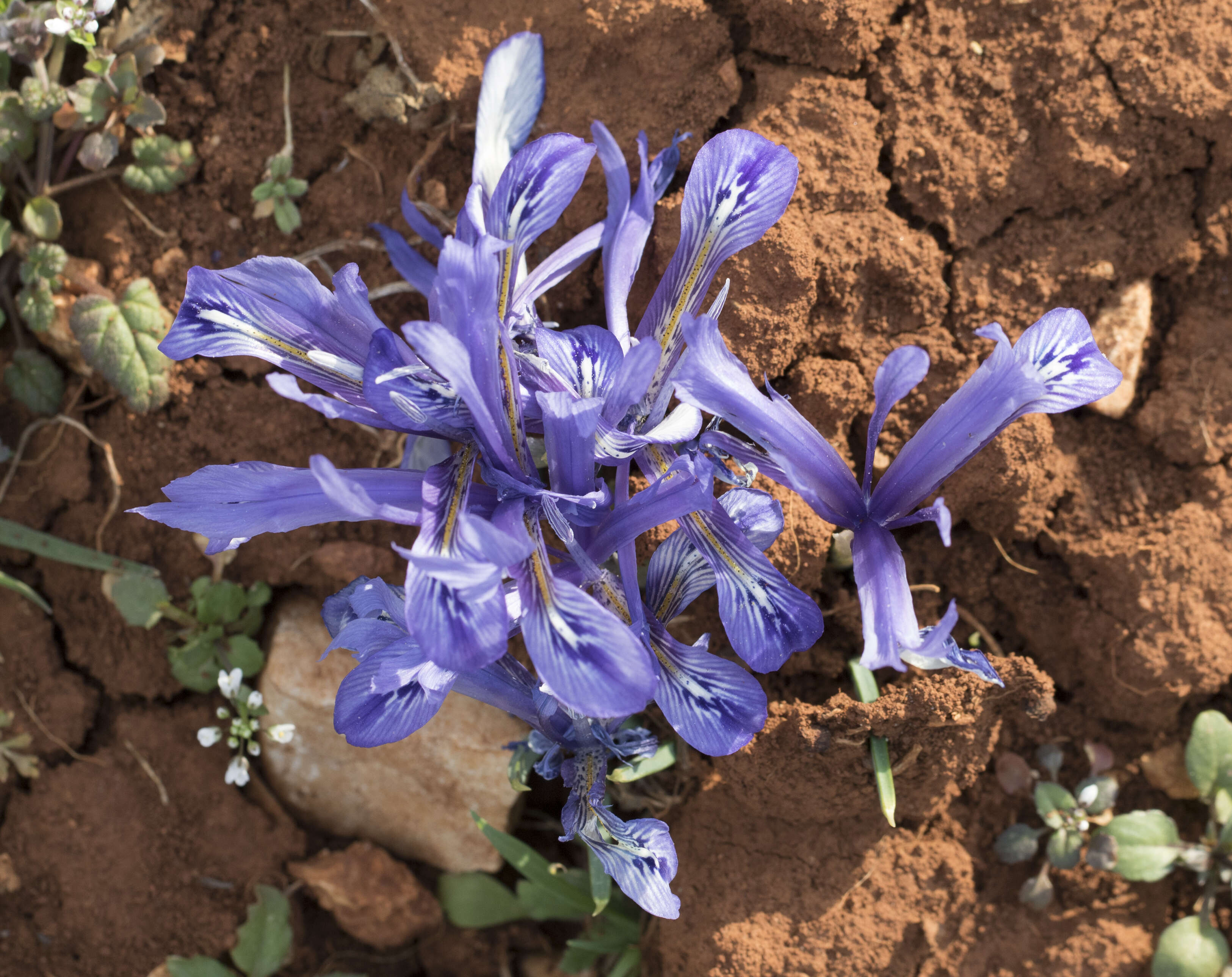 Image of Iris reticulata M. Bieb.