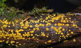 Image of Yellow fairy cup