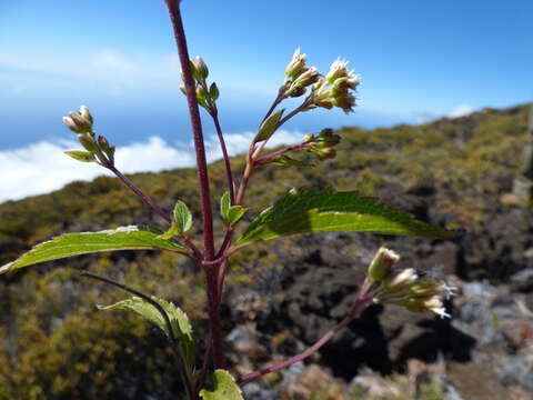 صورة Ageratina riparia (Regel) R. King & H. Rob.