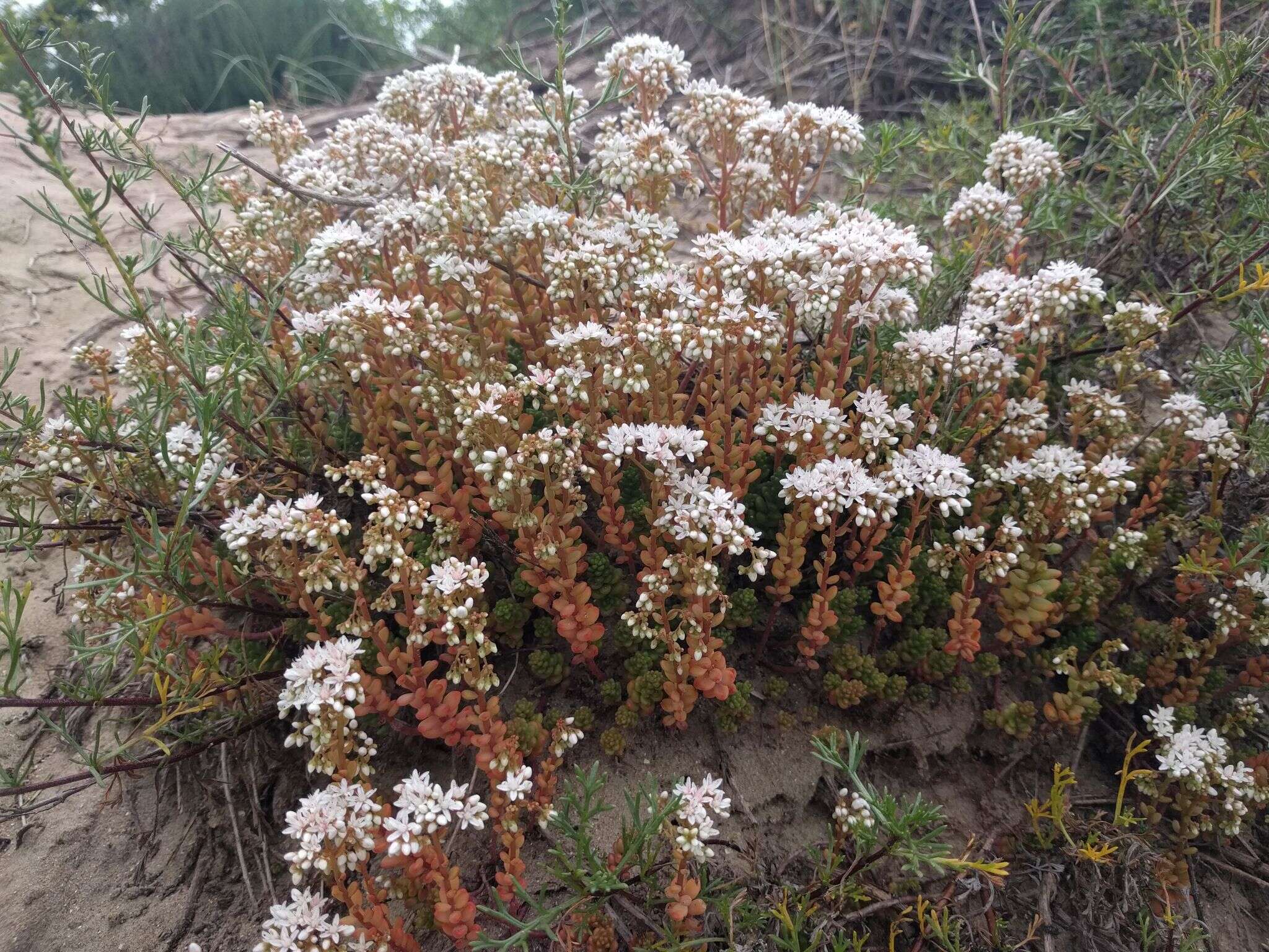 Image of White Stonecrop