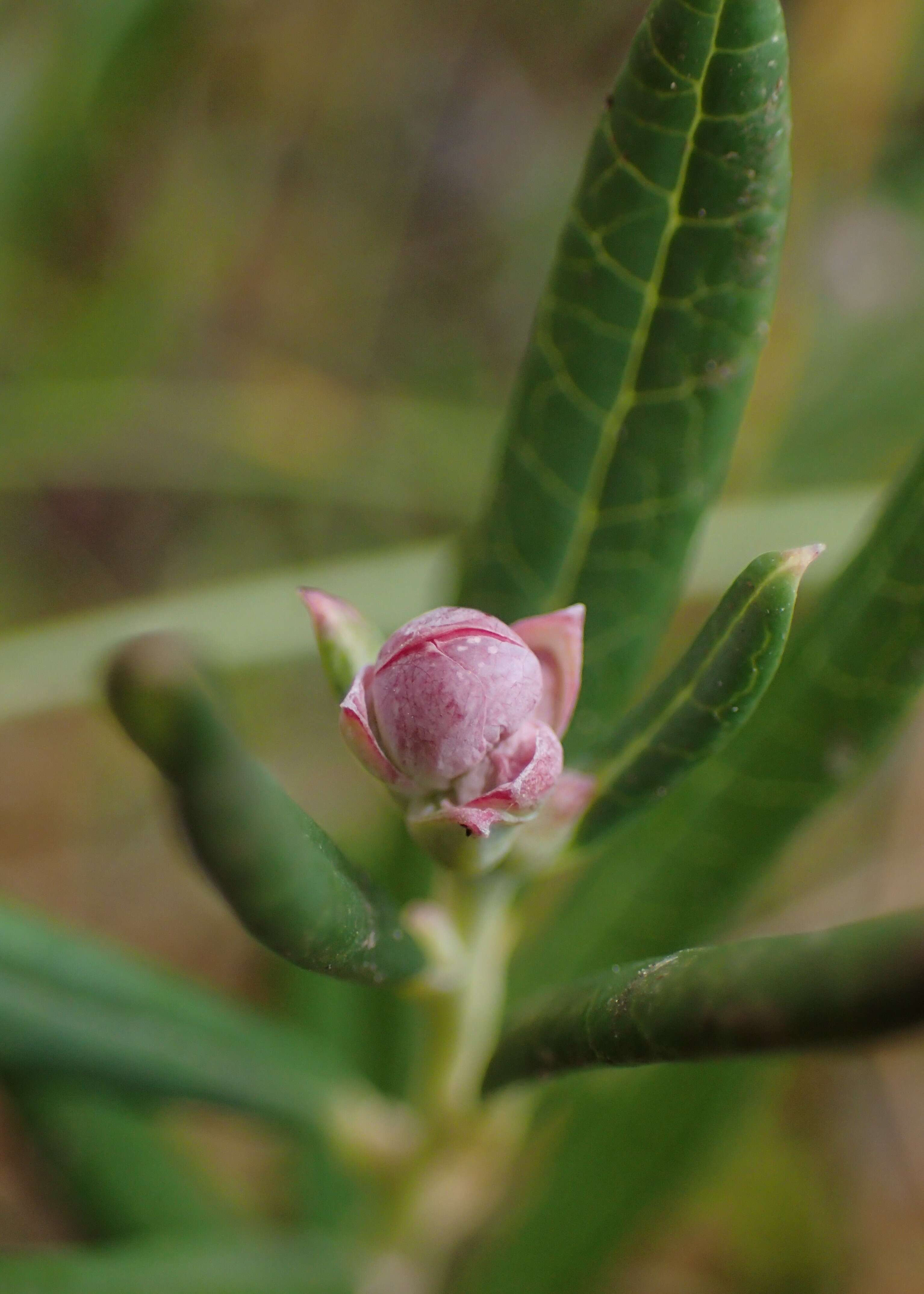 Image of bog rosemary