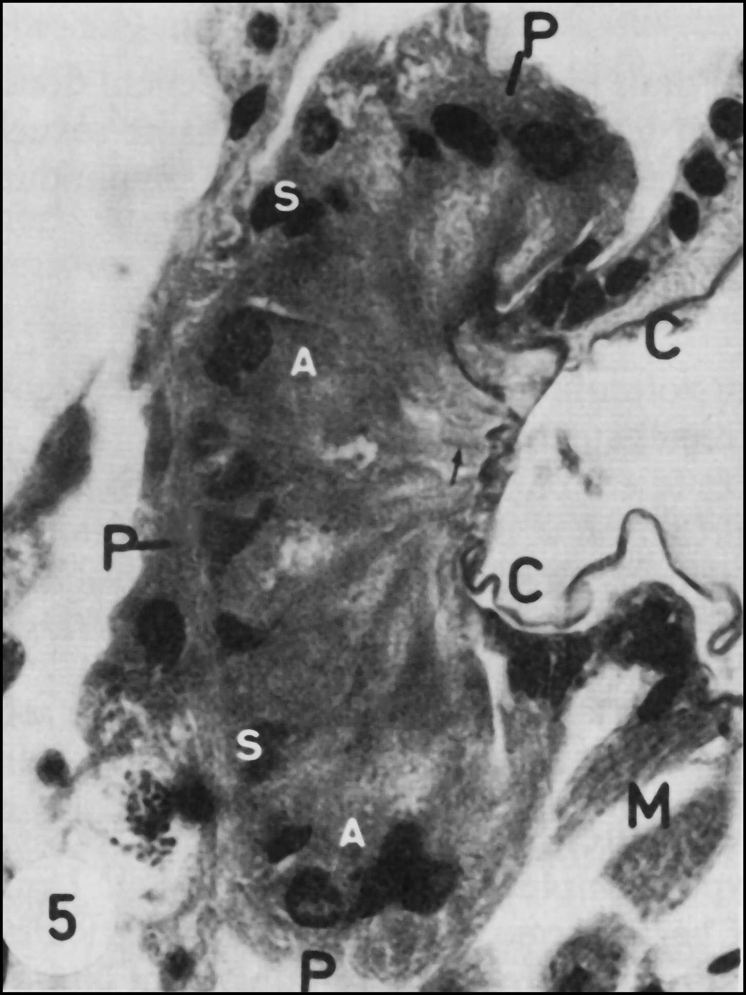 Image of Uroctea durandi (Latreille 1809)