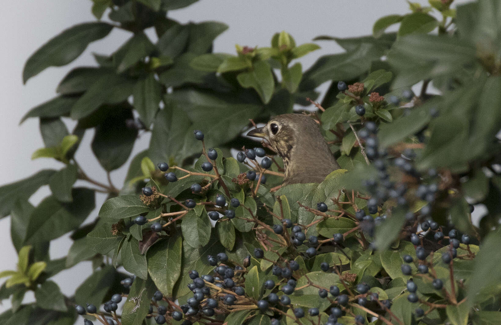 Image of Song Thrush